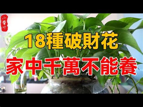 八房九重葛風水|家裡的植物別亂種！命理師湯鎮瑋曝5大植栽風水禁忌…